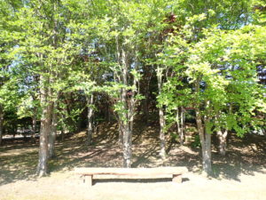 ナツツバキ　全体